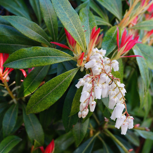 Pieris 'Forest Flame' Shrubs