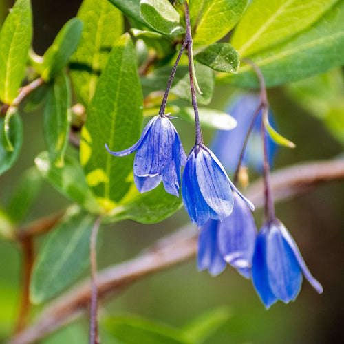 Bluebell Creeper | Sollya heterophylla Climbing Plants
