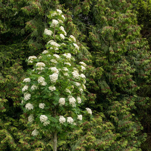 Japanese Rowan Tree | Sorbus commixta 'Dodong' Ornamental Trees