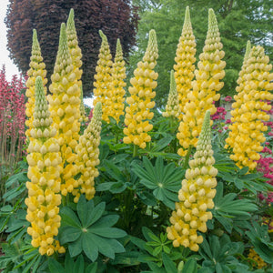 Lupin West Country 'Desert Sun' Perennial Bedding