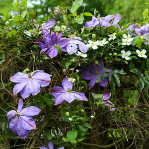 Raymond Evison Clematis 'Diana's Delight' Climbing Plants