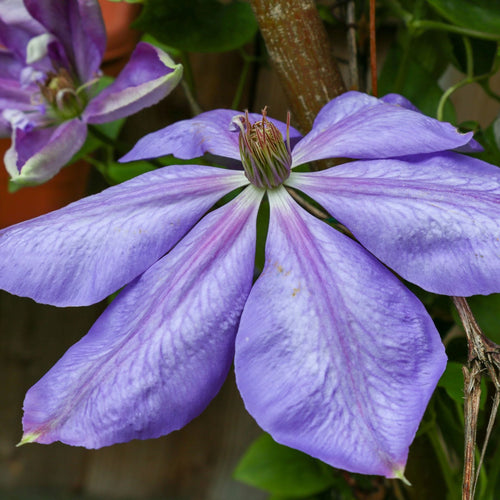 Raymond Evison Clematis 'Diana's Delight' Climbing Plants