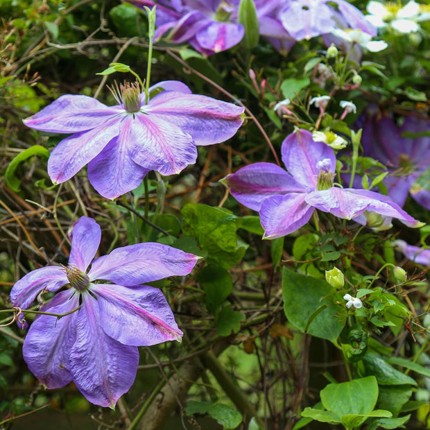 Clematis 'Diana's Delight' Climbing Plants