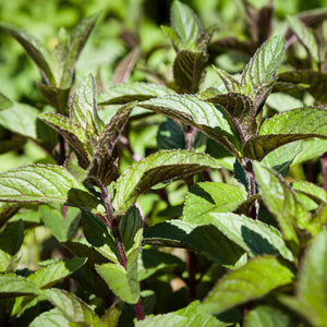 Black Pepper Mint Plant Vegetables