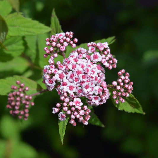 Spiraea 'Sparkling Champagne' Shrubs