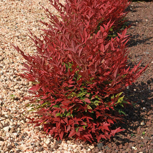 Heavenly Bamboo | Nandina domestica 'Obsessed' Shrubs