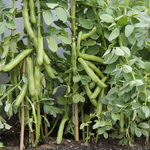 'Bunyard's Exhibition' Broad Bean Plants Vegetables