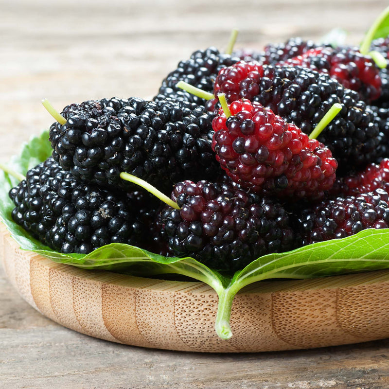 Patio Mulberry Tree | Morus rotundiloba 'Mojo Berry' Trained Fruit Trees