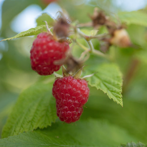 'Cascade Delight' Raspberry Plant Soft Fruit