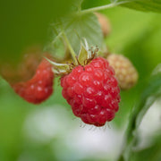 'Cascade Delight' Raspberry Plant Soft Fruit