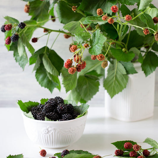 Patio Blackberry Plant | Rubus fruticosus 'Tiny Black' Soft Fruit