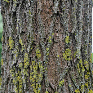 Scarlet Willow Tree | Salix alba 'Chermesina' Ornamental Trees
