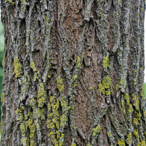 Scarlet Willow Tree | Salix alba 'Chermesina' Ornamental Trees