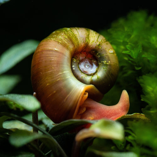 Ramshorn Snails | Planorbis corn Pond Plants