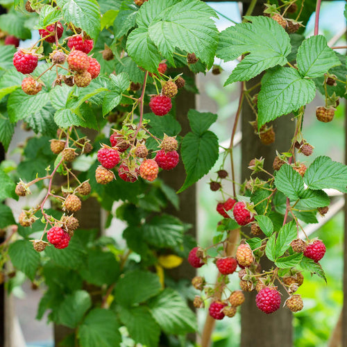 'Malling Admiral' Raspberry Plants Soft Fruit