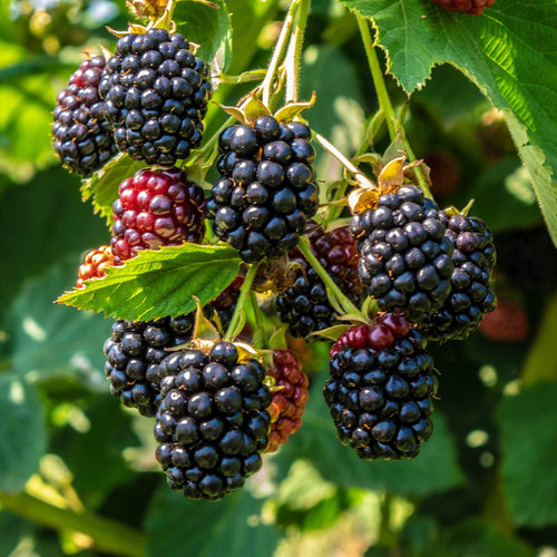 'Triple Crown' Thornless Blackberry Plant Soft Fruit