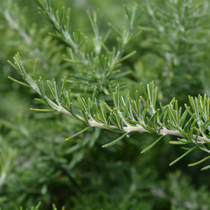 Patio Creeping Rosemary Tree | Rosmarinus officinalis 'Prostratus' Shrubs