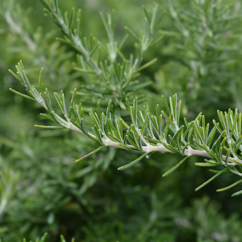 Patio Creeping Rosemary Tree | Rosmarinus officinalis 'Prostratus' Shrubs