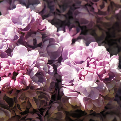 Lilac 'Katherine Havemeyer' | Syringa vulgaris Shrubs