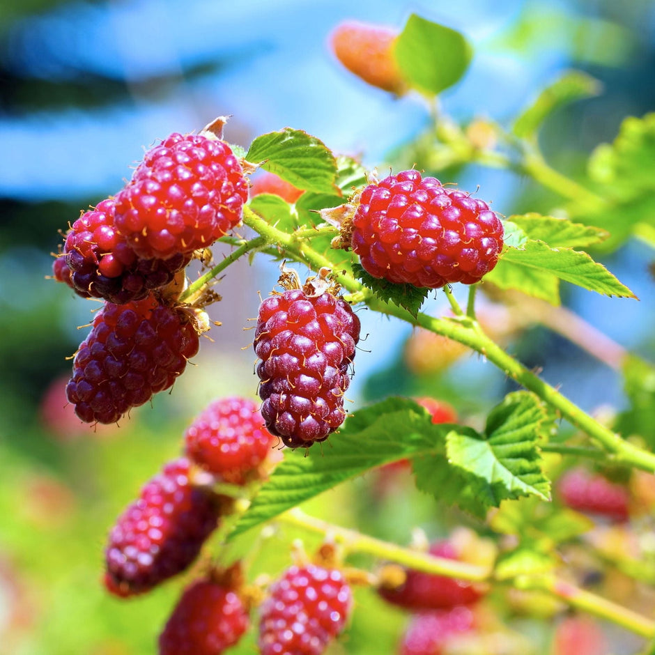 Amethyst Raspberry Plant Best Raspberry Plants to Grow in the UK – Roots Plants