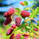 'Medana' Tayberry Plants Soft Fruit
