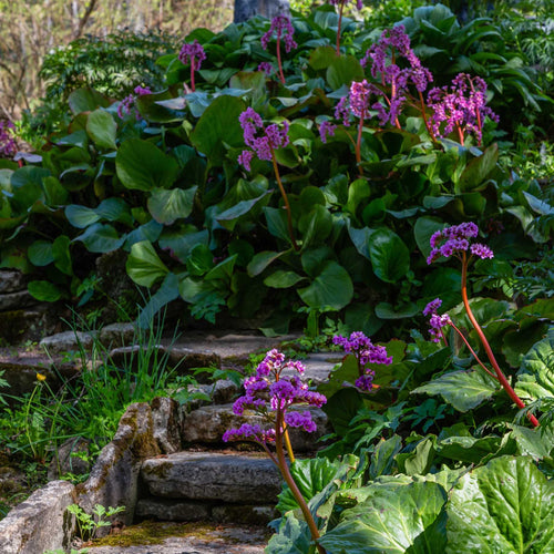Elephant's Ears | Bergenia 'Rotblum' Perennial Bedding