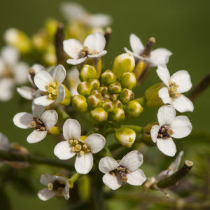 Watercress | Rorippa nasturtium aquaticum Pond Plants