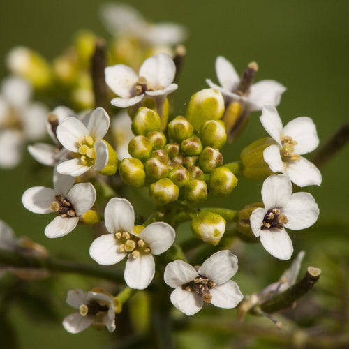 Watercress | Rorippa nasturtium aquaticum Pond Plants