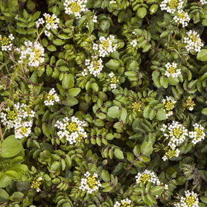 Watercress | Rorippa nasturtium aquaticum Pond Plants