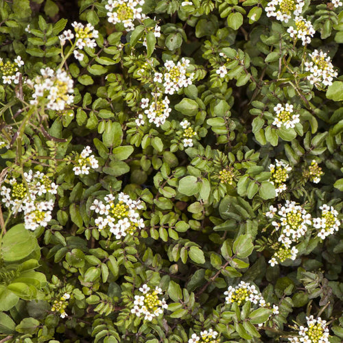 Watercress | Rorippa nasturtium aquaticum Pond Plants