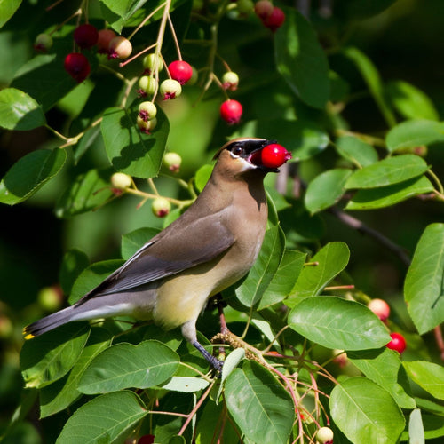 Amelanchier Tree | Amelanchier Canadensis Ornamental Trees