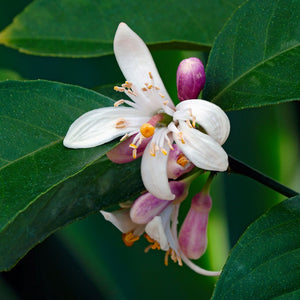 Meyer Lemon Tree | Citrus × limon Mediterranean Fruit Trees