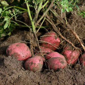 'Caledonian Rose' Maincrop Seed Potatoes Vegetables