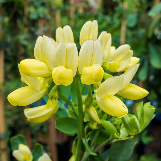Bastard Senna | Coronilla glauca 'Citrina' Climbing Plants
