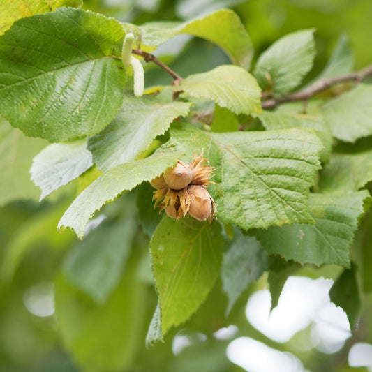 Hazel Tree | Corylus avellana Ornamental Trees