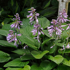 Hosta Elegans Perennial Bedding