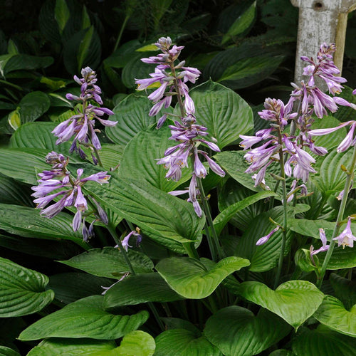Hosta Elegans Perennial Bedding