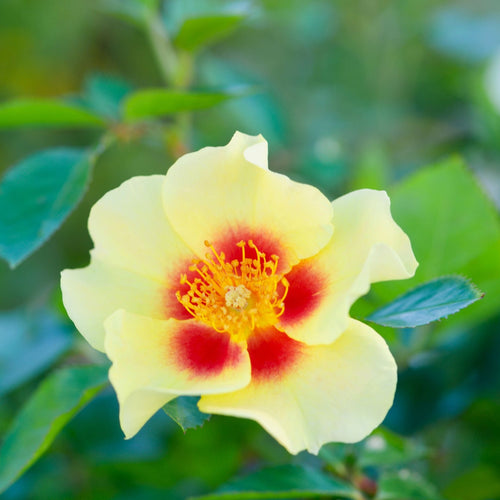 'Eye of the Tiger' Bee Friendly Floribunda Rose Shrubs