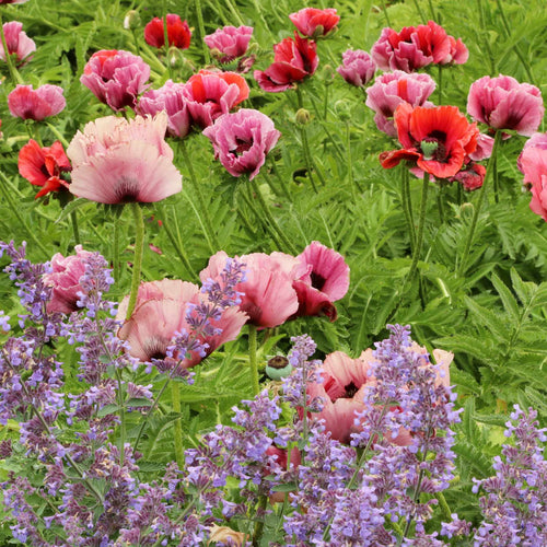 Poppy 'Patty's Plum' | Papaver orientale Perennial Bedding