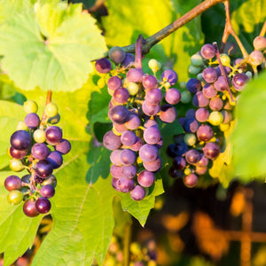 'Boskoop Glory' Seedless Outdoor Grape Vine Soft Fruit