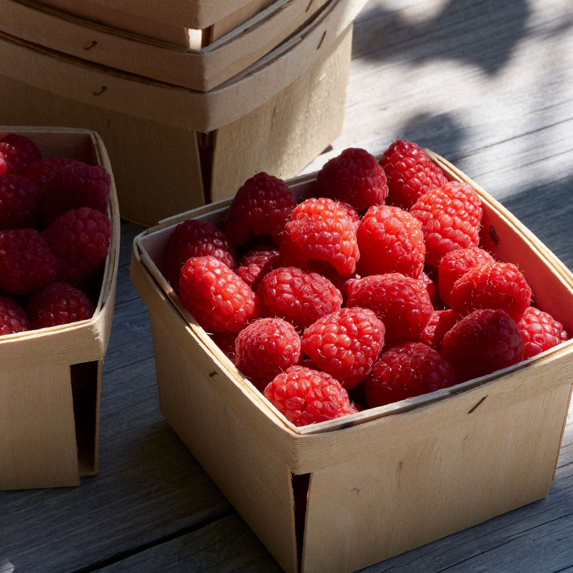 Heritage Raspberry Farms Shop 'Heritage' Raspberry Plant | High Yielding Varieties | Order Now ...