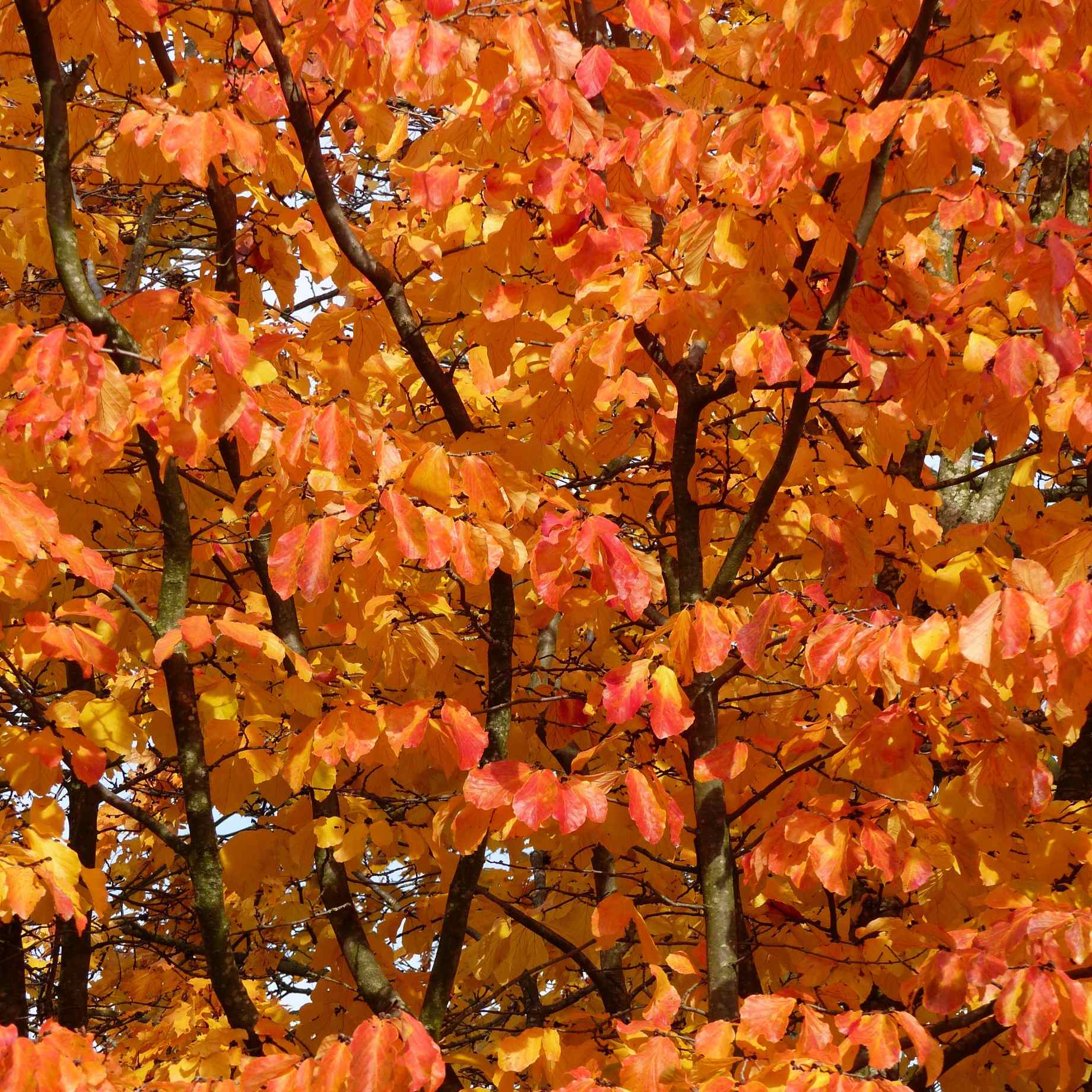 Parratio Tree Persian Ironwood Tree | Parrotia persica 'Vanessa' – Roots Plants