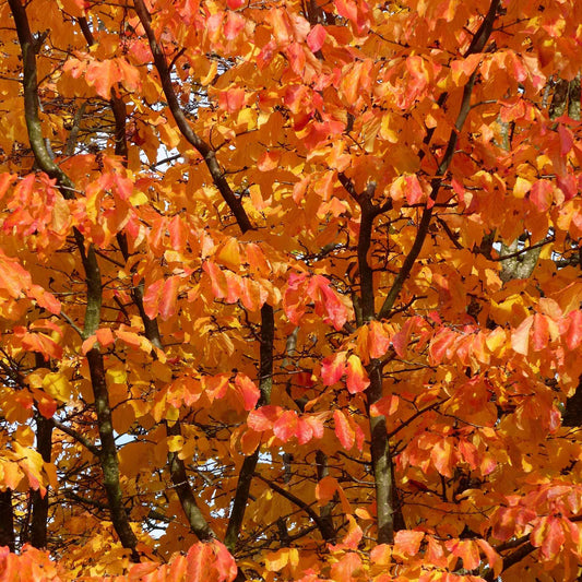 Persian Ironwood Tree | Parrotia persica 'Vanessa' Ornamental Trees