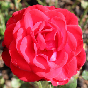 'Ruby Anniversary' Bush Rose Shrubs