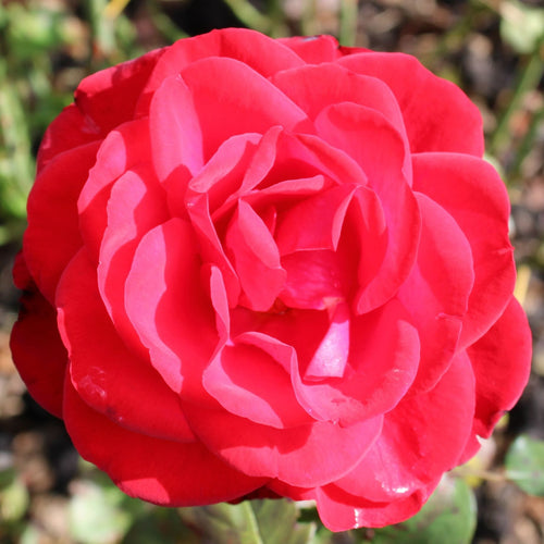 'Ruby Anniversary' Bush Rose Shrubs
