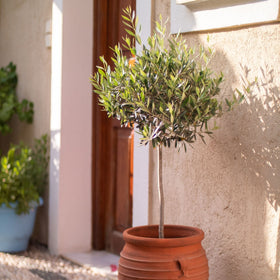 Patio Olive Tree | Olea europaea Fruit Trees