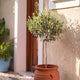 Patio Olive Tree | Olea europaea Fruit Trees