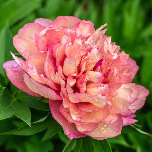 Itoh Peony 'Hillary' Perennial Bedding
