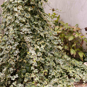 'Glacier' Ivy | Hedera helix Climbing Plants