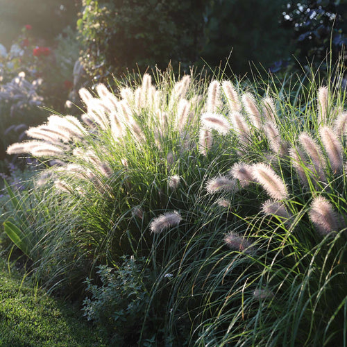 Pennisetum alopecuroides Perennial Bedding